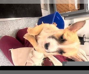 American Pit Bull Terrier Dogs for adoption in Houston, TX, USA