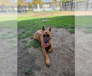Mutt Dogs for adoption in Riverside, CA, USA