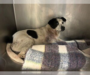 Pug-Unknown Mix Dogs for adoption in Tulsa, OK, USA