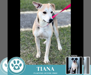 Mutt Dogs for adoption in Kimberton, PA, USA