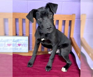 Mutt Dogs for adoption in Genesee, WI, USA