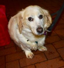 Basset Retriever Dogs for adoption in Washington, DC, USA