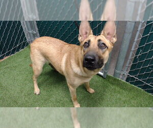 Mutt Dogs for adoption in Downey, CA, USA