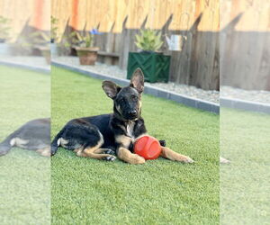 German Shepherd Dog Dogs for adoption in West Sacramento, CA, USA