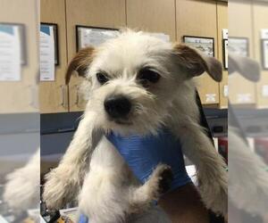 Mutt Dogs for adoption in Riverside, CA, USA
