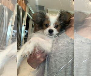 Papillon-Unknown Mix Dogs for adoption in Santa Clarita, CA, USA