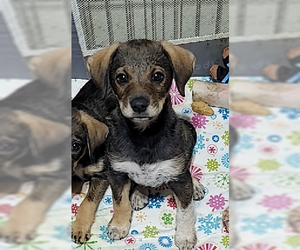 Chihuahua-Unknown Mix Dogs for adoption in Topeka, KS, USA