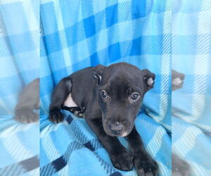 Labrottie Dogs for adoption in Brewster, NY, USA