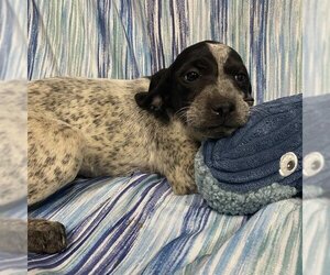 German Shorthaired Pointer Dogs for adoption in Modesto, CA, USA