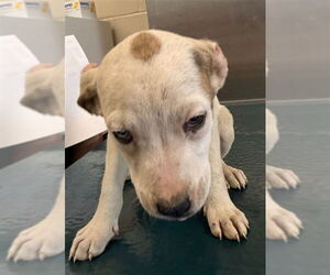 Pointer-Unknown Mix Dogs for adoption in Mobile, AL, USA