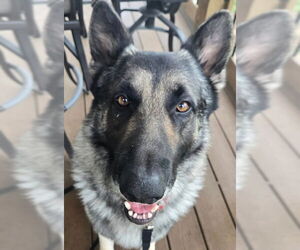 German Shepherd Dog Dogs for adoption in Kansas City, MO, USA