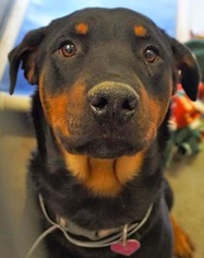 Rottweiler-Unknown Mix Dogs for adoption in valley center, CA, USA