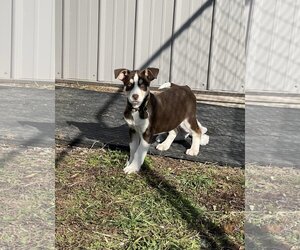 Doberman Pinscher-Siberian Husky Mix Dogs for adoption in Aurora, OH, USA