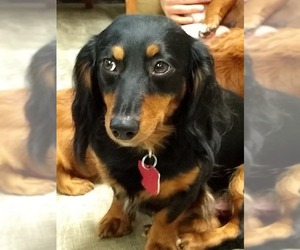 Dachshund Dogs for adoption in Ellijay, GA, USA