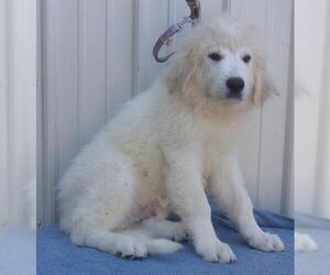 Great Pyrenees Dogs for adoption in Mountain View, MO, USA