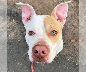 American Bulldog-Unknown Mix Dogs for adoption in Canton, CT, USA
