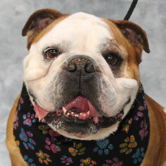 Bulldog Dogs for adoption in Garfield Heights, OH, USA