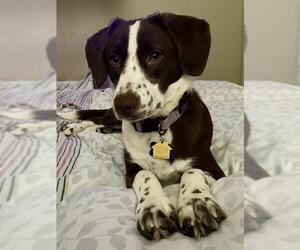 --Unknown Mix Dogs for adoption in Baytown, TX, USA