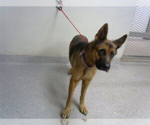German Shepherd Dog Dogs for adoption in Pasadena, TX, USA