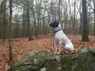 German Shorthaired Pointer Dogs for adoption in Oak Ridge, NJ, USA
