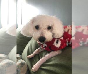 Poodle (Miniature) Dogs for adoption in Pawtucket, RI, USA