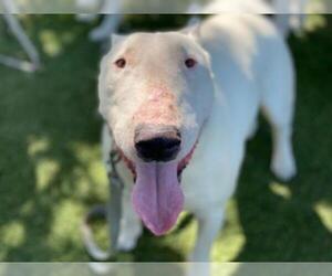 Bull Terrier Dogs for adoption in Downey, CA, USA