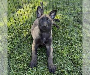 Mutt Dogs for adoption in Modesto, CA, USA