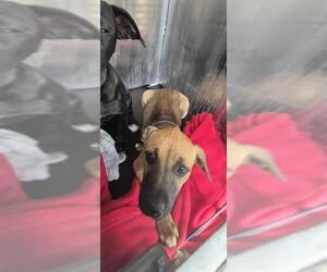 Mutt Dogs for adoption in San Antonio, TX, USA