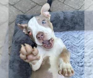 American Pit Bull Terrier Dogs for adoption in Alameda, CA, USA