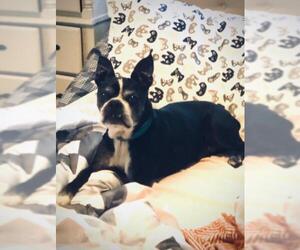 Boston Terrier Dogs for adoption in Little Rock, AR, USA