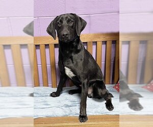 Lab-Pointer Dogs for adoption in Genesee, WI, USA