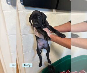 Boweimar Dogs for adoption in Brewster, NY, USA