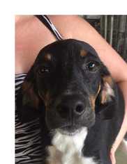 Beagle Dogs for adoption in Foristell, MO, USA