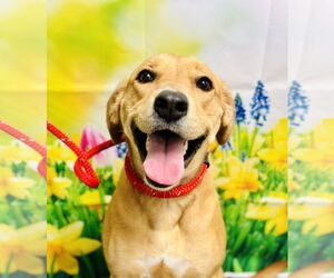 Golden Labrador Dogs for adoption in Jackson , NJ, USA