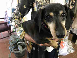 Dachshund Dogs for adoption in Waynesville, NC, USA