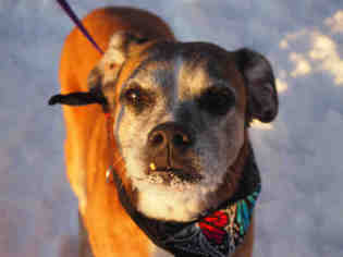 Bullboxer Pit Dogs for adoption in Fairbanks, AK, USA