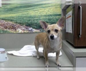 Chihuahua-Unknown Mix Dogs for adoption in Moreno Valley, CA, USA
