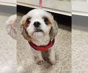 Shih Tzu Dogs for adoption in Gibbstown, NJ, USA