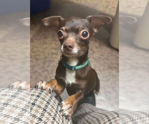 Chihuahua-Unknown Mix Dogs for adoption in New London, WI, USA