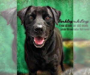 Labrador Retriever Dogs for adoption in Nicholasville, KY, USA