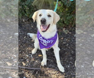 Golden Labrador Dogs for adoption in Euless, TX, USA