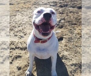 Bullboxer Pit Dogs for adoption in Yoder, CO, USA