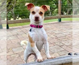 Jack Russell Terrier Dogs for adoption in Greenfield, CA, USA
