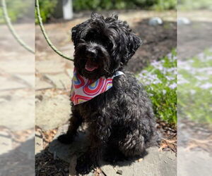 Poodle (Miniature)-Unknown Mix Dogs for adoption in Warrenton, VA, USA
