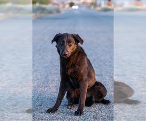 Labrador Retriever Dogs for adoption in Canyon Country, CA, USA