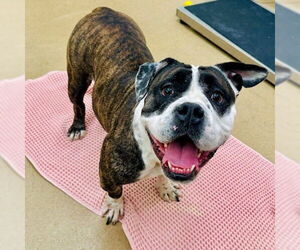 Medium Photo #1 Bulldog Puppy For Sale in Derwood, MD, USA