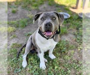 American Pit Bull Terrier-Unknown Mix Dogs for adoption in Modesto, CA, USA