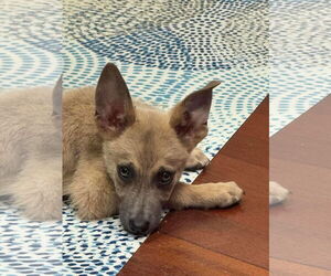 Chihuahua-Greyhound Mix Dogs for adoption in New Orleans, LA, USA