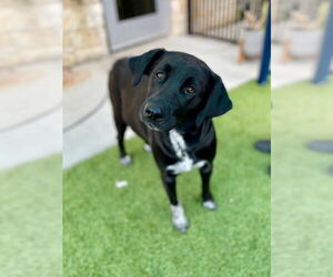 Lab-Pointer Dogs for adoption in Baytown, TX, USA