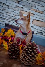 Medium Photo #1 Basenji-Chihuahua Mix Puppy For Sale in La Verne , CA, USA
